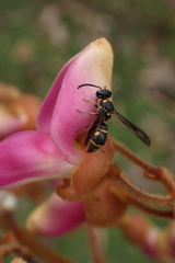 Apodynerus formosensis