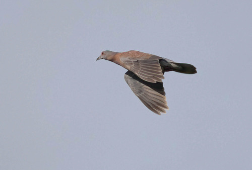 Pale-vented Pigeon