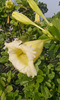 Solandra longiflora - Photo (c) 106611639464075912591, some rights reserved (CC BY-NC-SA), uploaded by 106611639464075912591