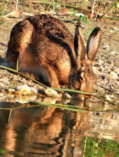 Brown Hare