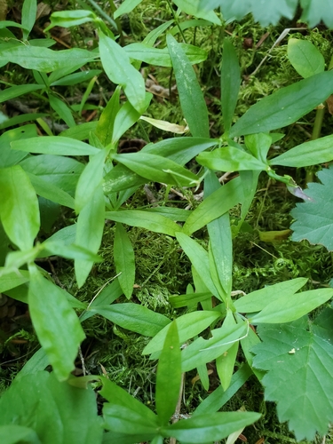 Moehringia macrophylla, 2026-08-06