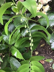 Polygonatum × hybridum
