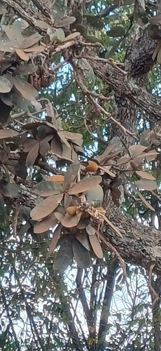 Eriotheca pubescens, photograph 1