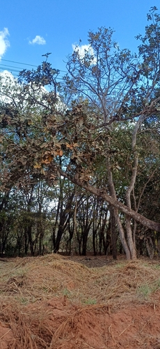 Eriotheca pubescens, photograph 3