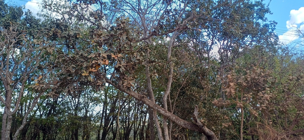 Eriotheca pubescens; photograph (c) Wallace Carneiro Almeida, some rights reserved (CC BY-SA)