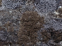 Tingiopsidium sonomense