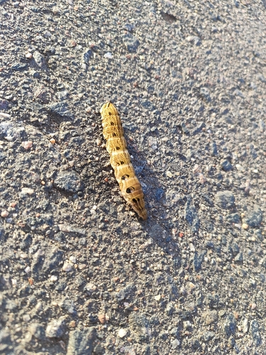 Elephant Hawkmoth
