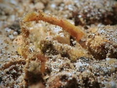 Acentronura breviperula