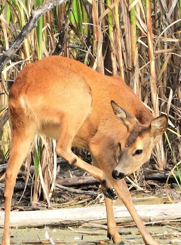 Western Roe Deer