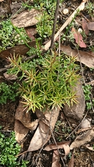 Persoonia hindii