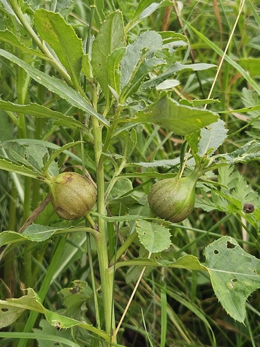 Thistle Stem Gall Fly