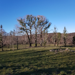 Eucalyptus badjensis