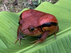 Dyscophus antongilii