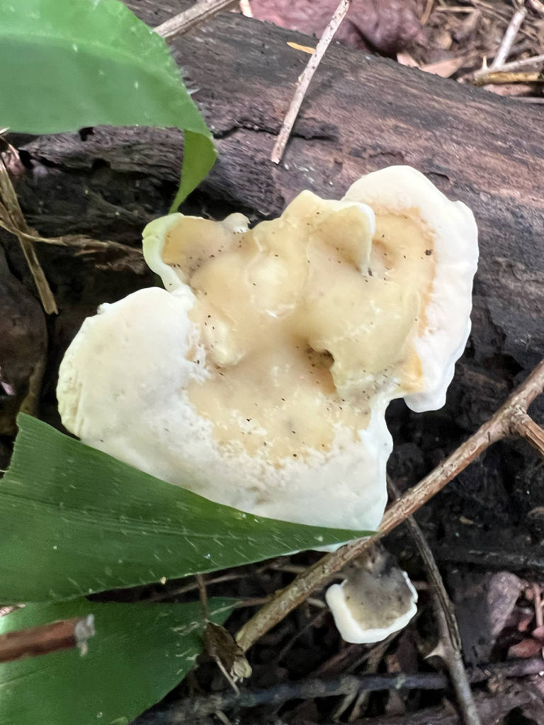 Loweomyces fractipes · August 2026 · photo: Photo: no rights reserved · iNaturalist