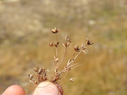 Pigmy rush (Juncus pygmaeus)