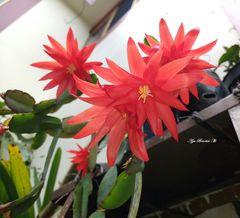 Rhipsalidopsis gaertneri