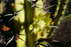 Myrtillocactus cochal