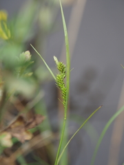 Carex breviculmis breviculmis