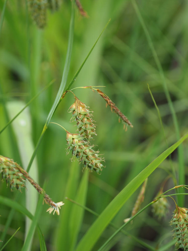 Carex maximowiczii