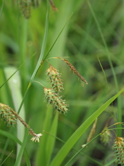 Carex maximowiczii