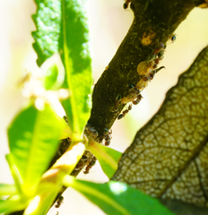 Crematogaster coarctata