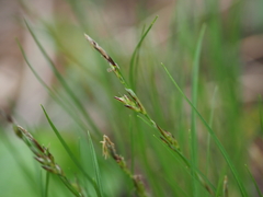 Carex lanceolata