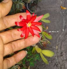 Rhipsalidopsis gaertneri