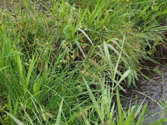 Carex maximowiczii