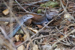 Pholidoscelis chrysolaemus