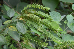 Phyllodium pulchellum