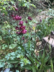 Aquilegia atrata
