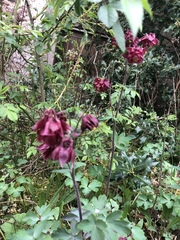 Aquilegia atrata