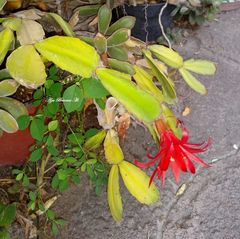 Rhipsalidopsis gaertneri