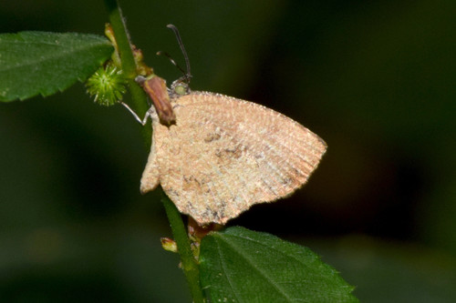 Logania distanti