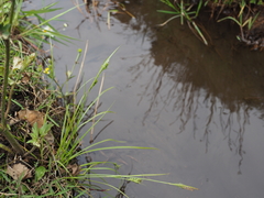 Carex breviculmis breviculmis