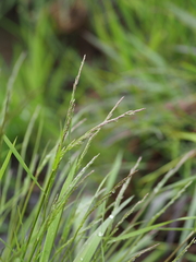 Agrostis clavata