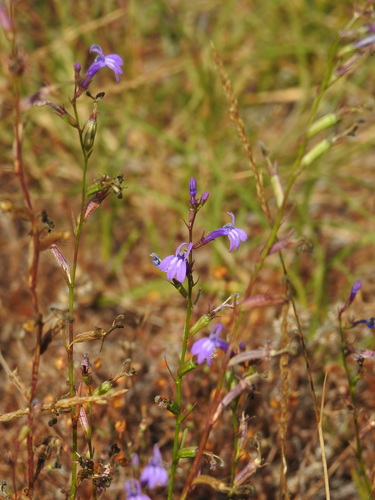 Heath lobelia (Lobelia urens)
