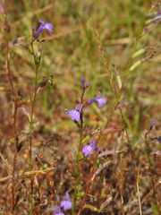 Lobelia urens, photograph (c) Duarte Frade, some rights reserved (CC BY)