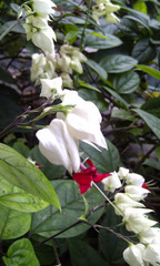 Clerodendrum thomsoniae