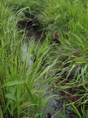 Agrostis clavata