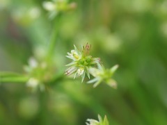 Juncus prismatocarpus leschenaultii