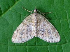 Acasis viretata