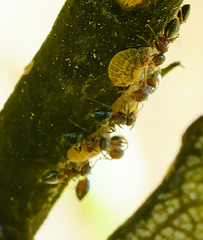 Crematogaster coarctata