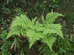 Dryopteris hondoensis