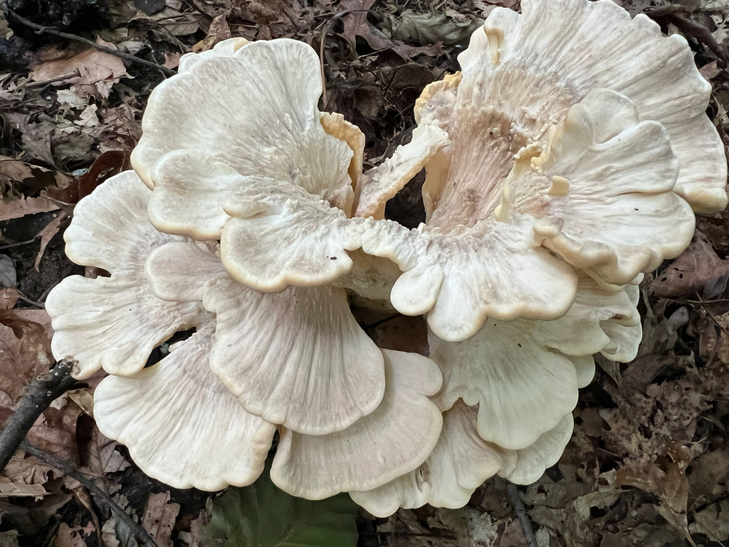 Black-staining Polypore · August 2026 · photo: Photo: no rights reserved · iNaturalist
