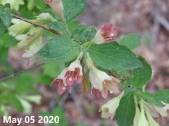 Weigela subsessilis