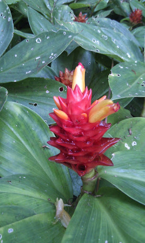 Costus productus