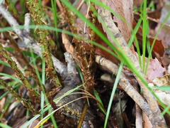 Carex breviculmis breviculmis