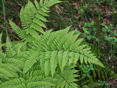 Dryopteris hondoensis