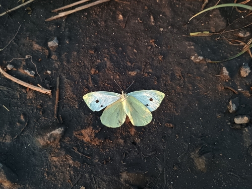 Small White